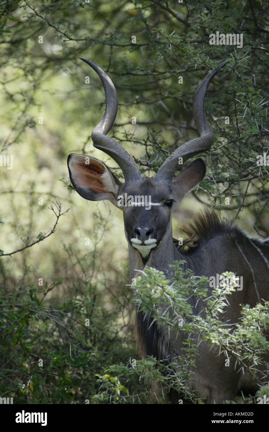 Maggiore Kudu ritratto Foto Stock