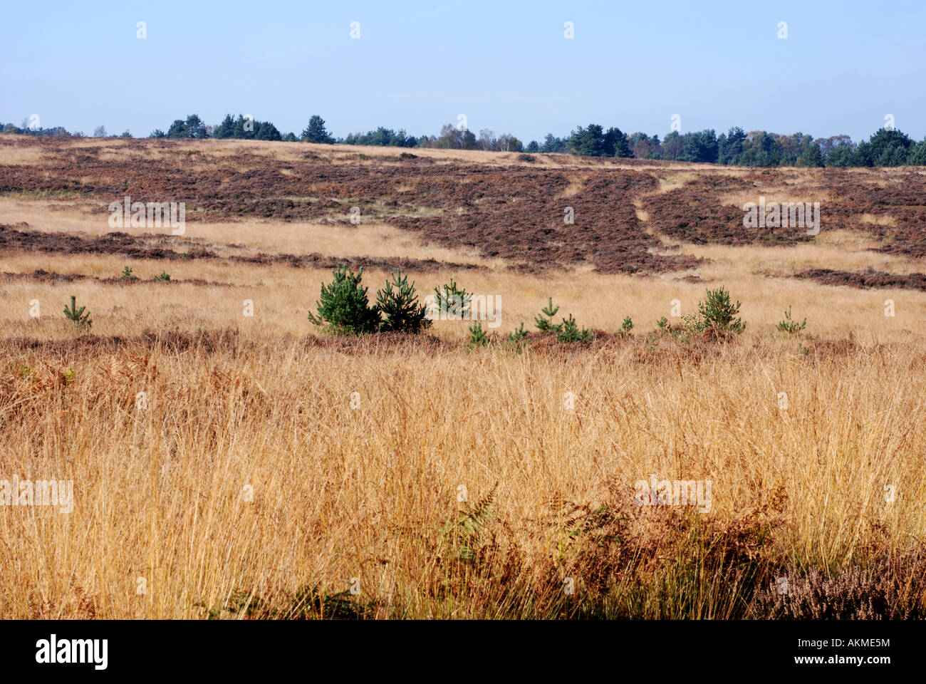 Cannock Chase in autunno, Staffordshire, England, Regno Unito Foto Stock