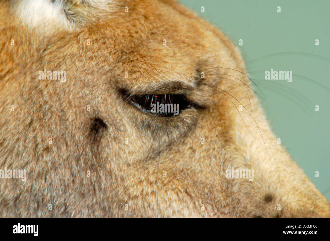 Canguro rosso Macropus rufus Foto Stock