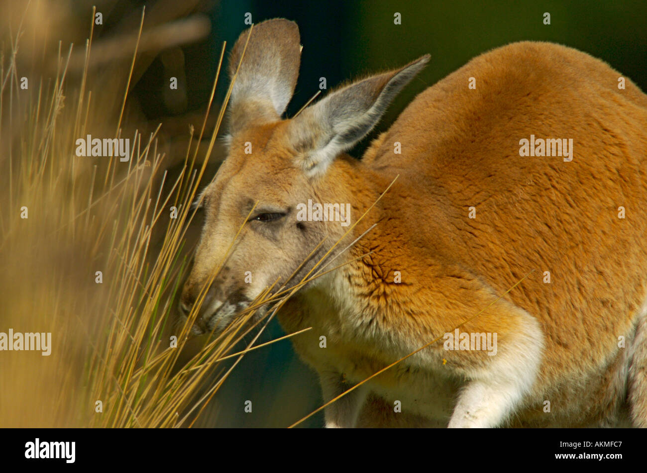 Canguro rosso Macropus rufus Foto Stock