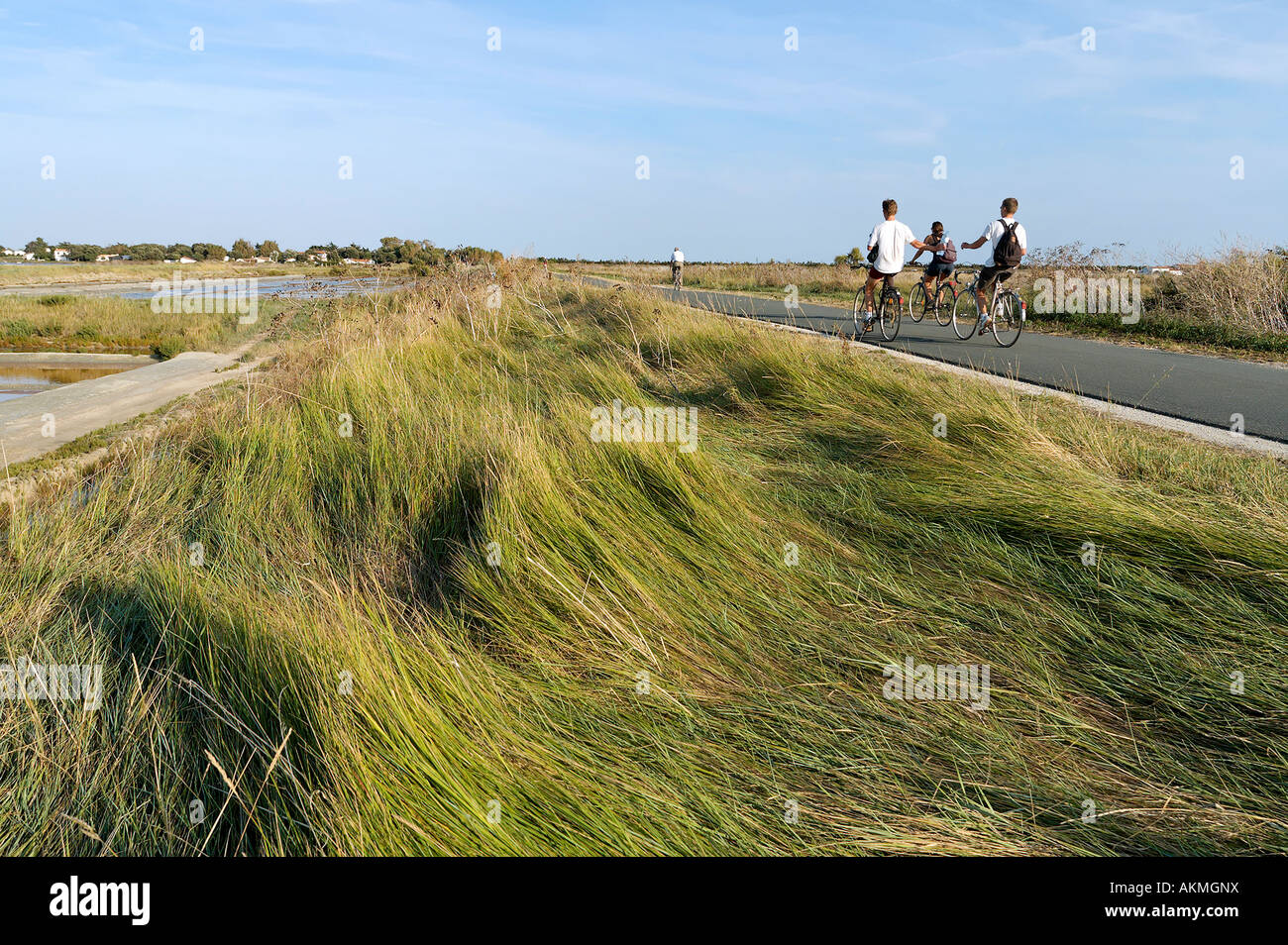 Francia, Charente Maritime, Ile de Re, la palude di Le Fier d Ars, Salt Marsh Foto Stock