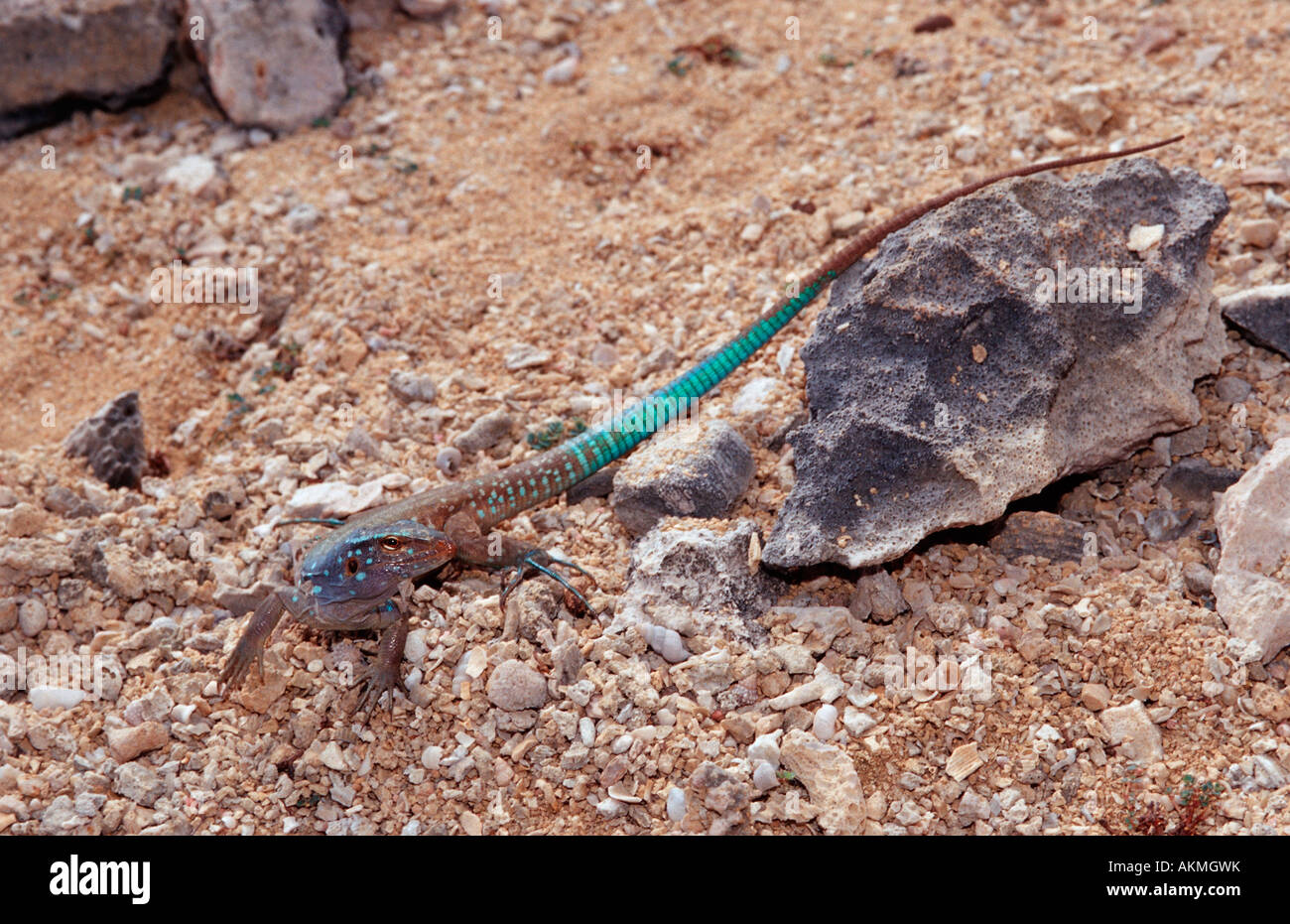 Blue whiptail lizard Cnemidophorus murinus ruthveni Antille Olandesi Bonaire Bonaire Washington Slagbaai National Park Boka Foto Stock