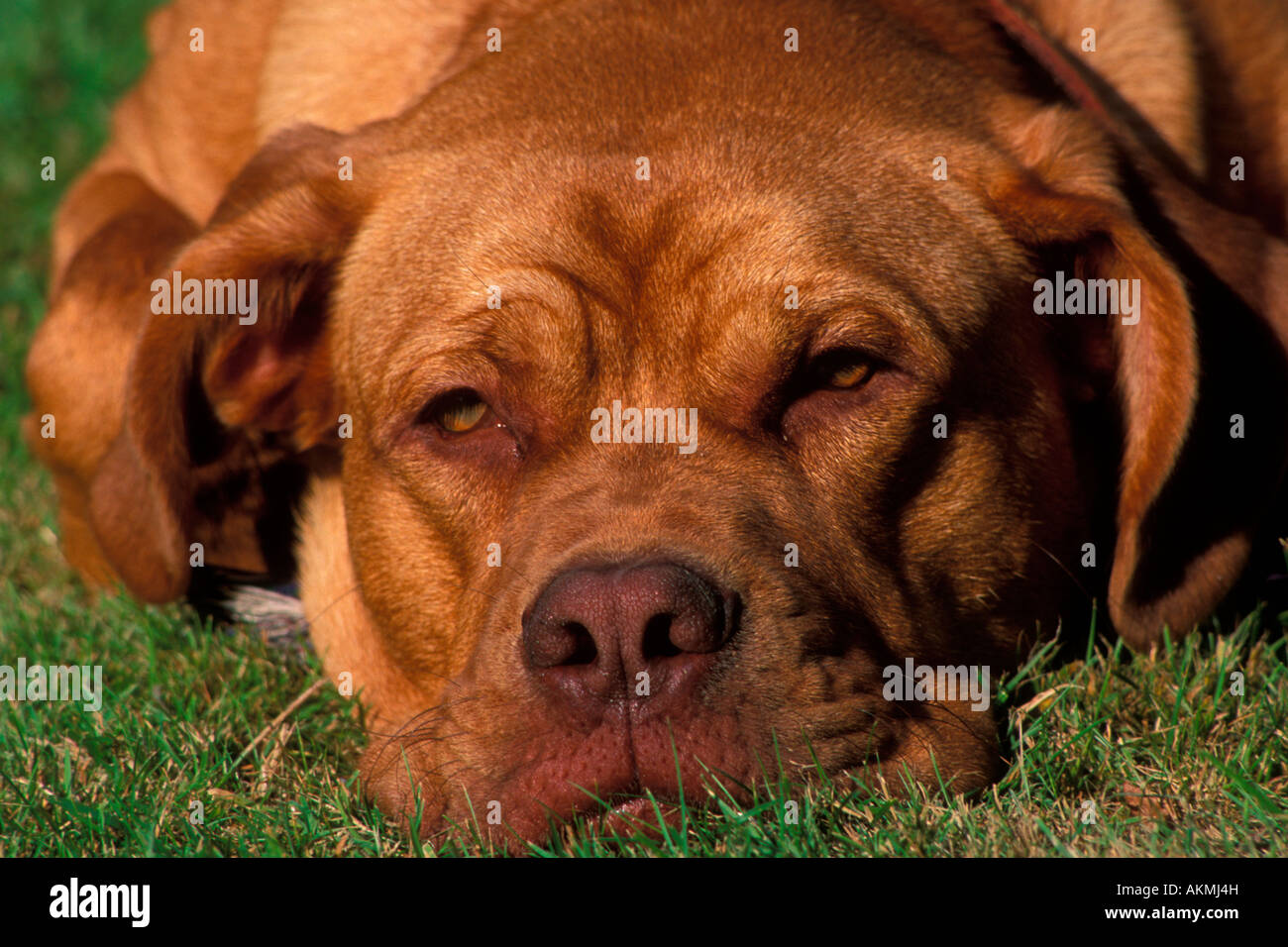 Ritratto di Benson francese Mastiff cane Foto Stock