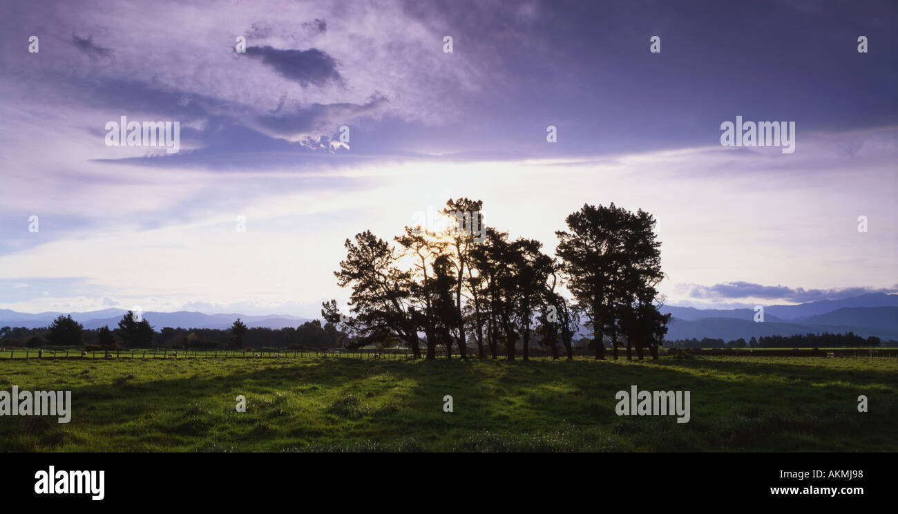 Alberi su terreni agricoli prima della gamma Tararua vicino a Masterton Isola del nord della Nuova Zelanda Foto Stock