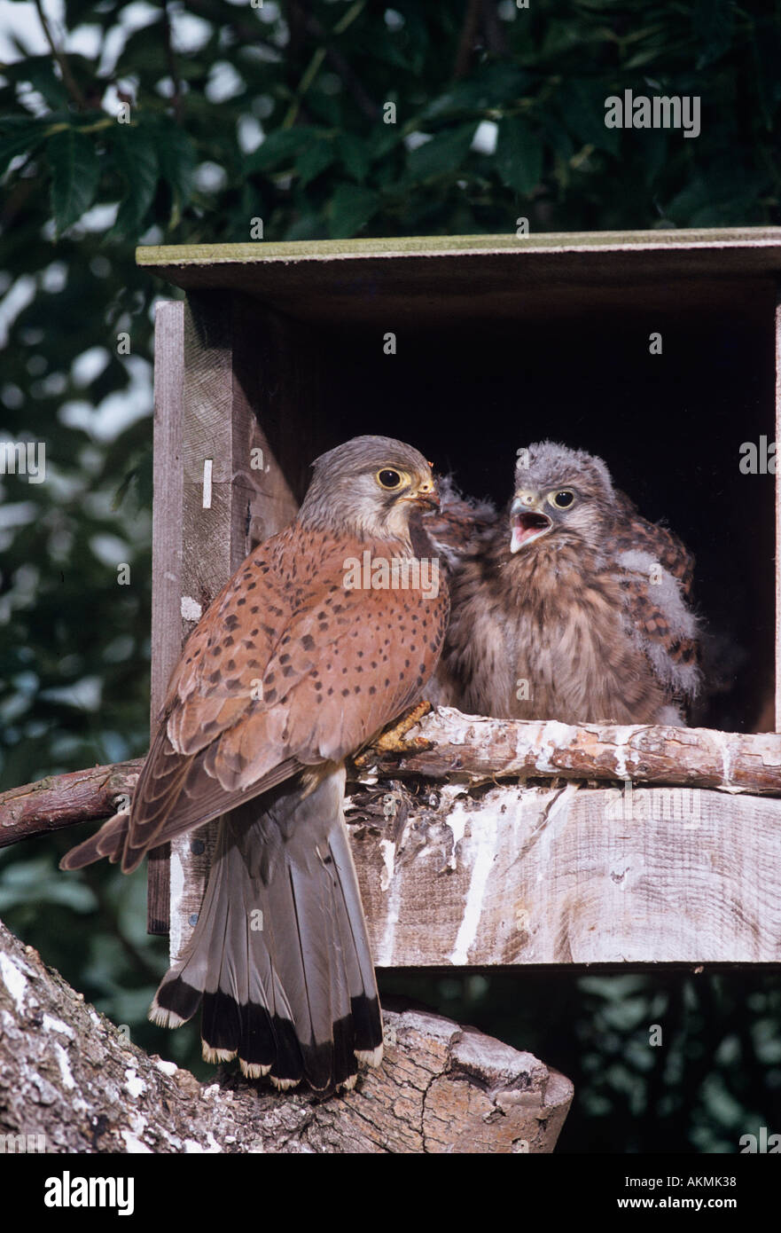 Maschio Kestrel Falco tinnunculus e giovane in scatola nesting Foto Stock