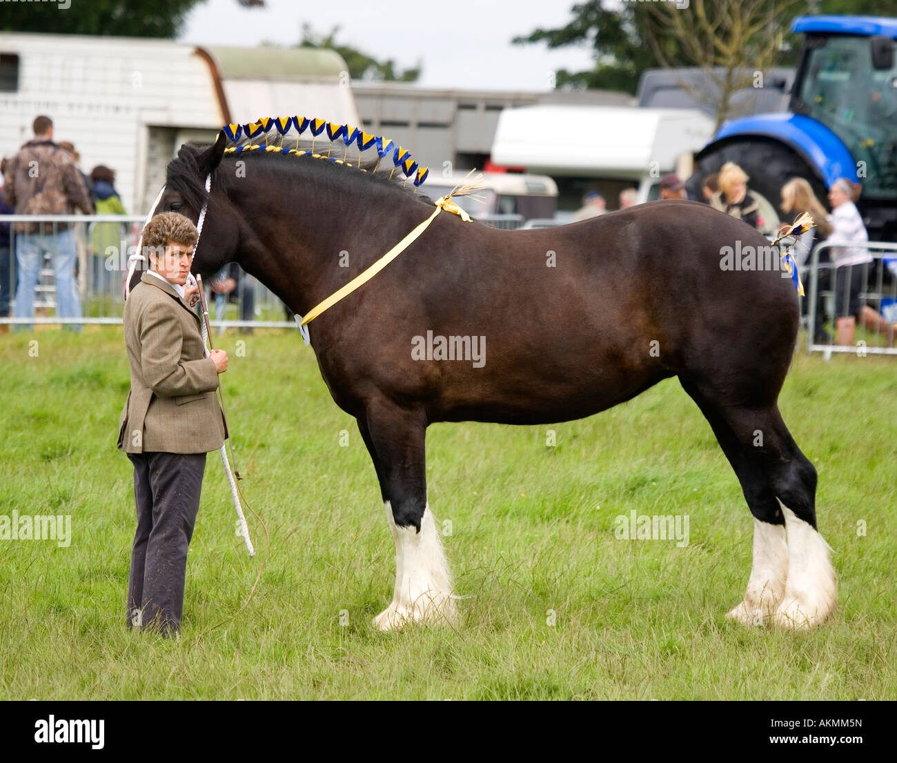 Shire cavallo, giudicare Foto Stock