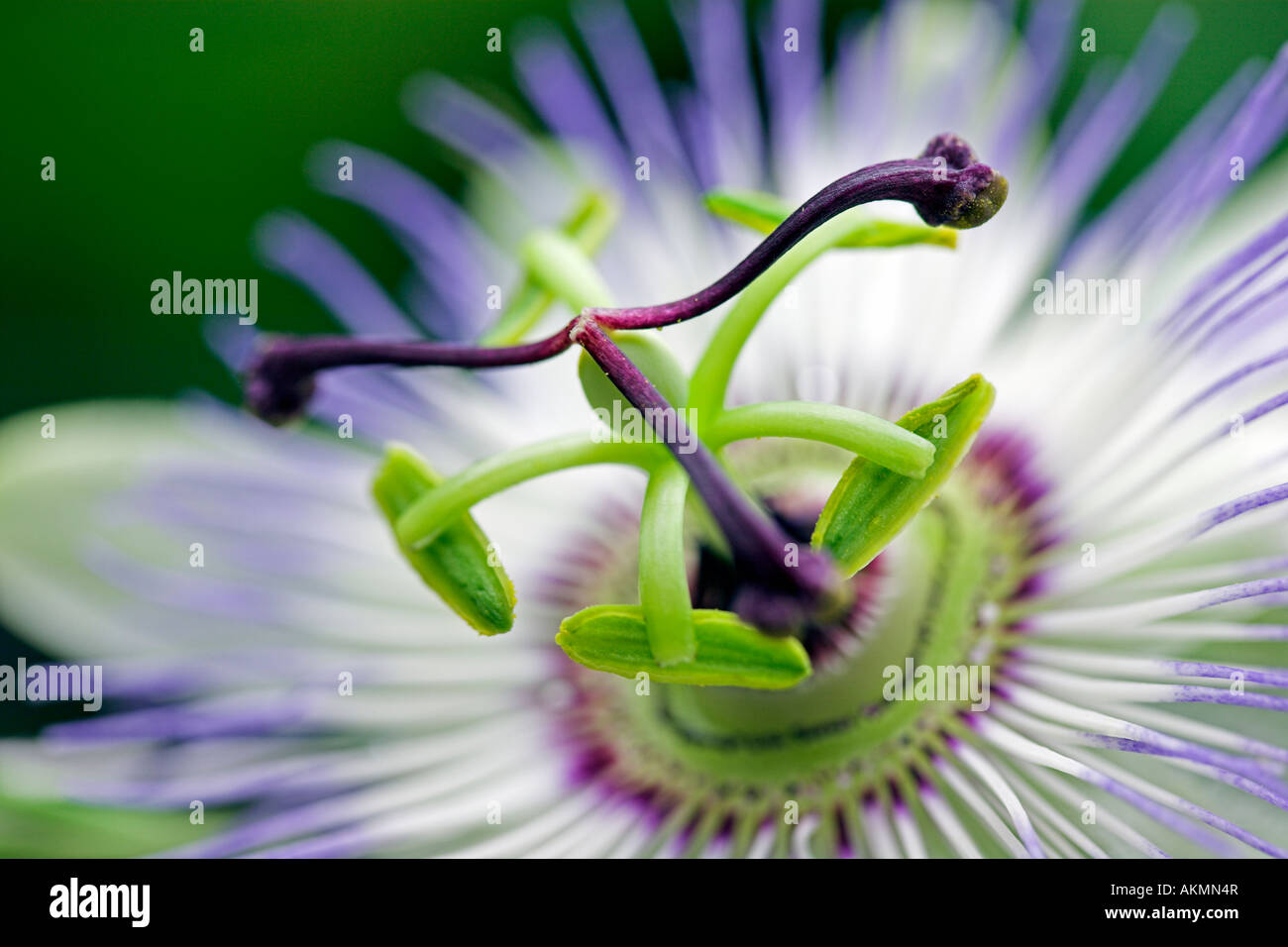 Il Blu fiore della passione Foto Stock