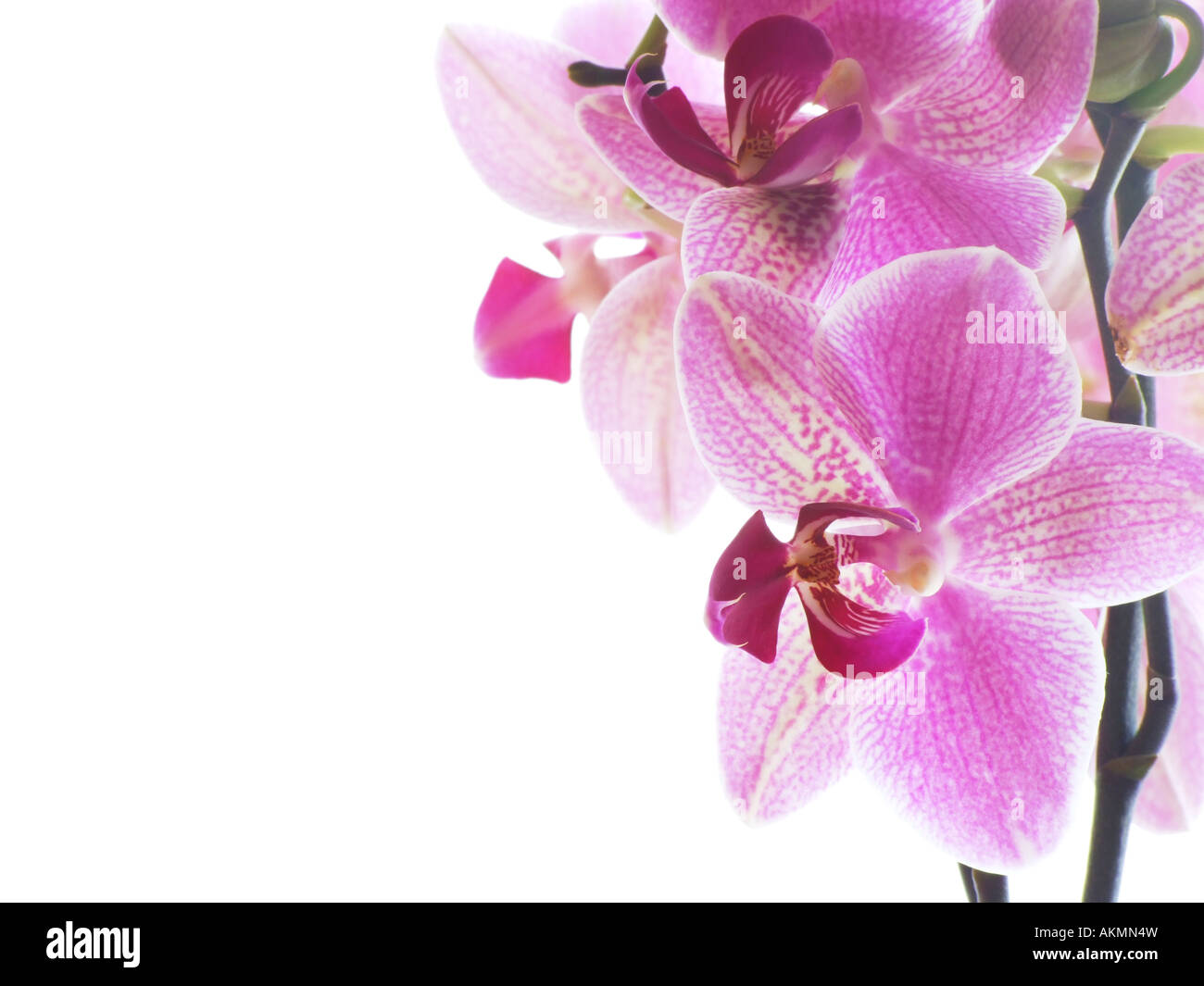 Primo piano di un orchidea viola isolato su bianco Foto Stock