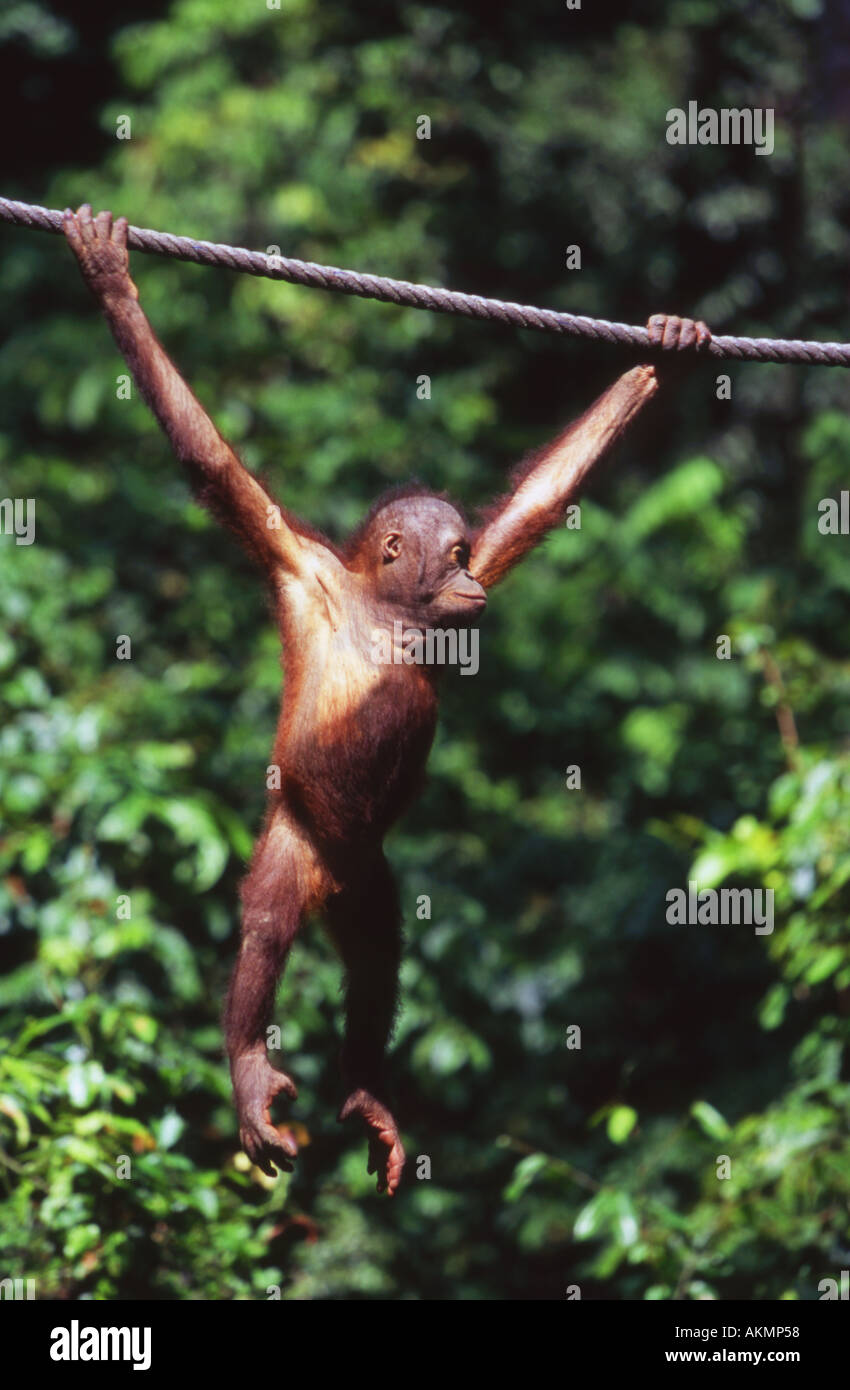 Giovani Orangutan Sepilok presso il Centro di Riabilitazione Borneo Malaysia Foto Stock