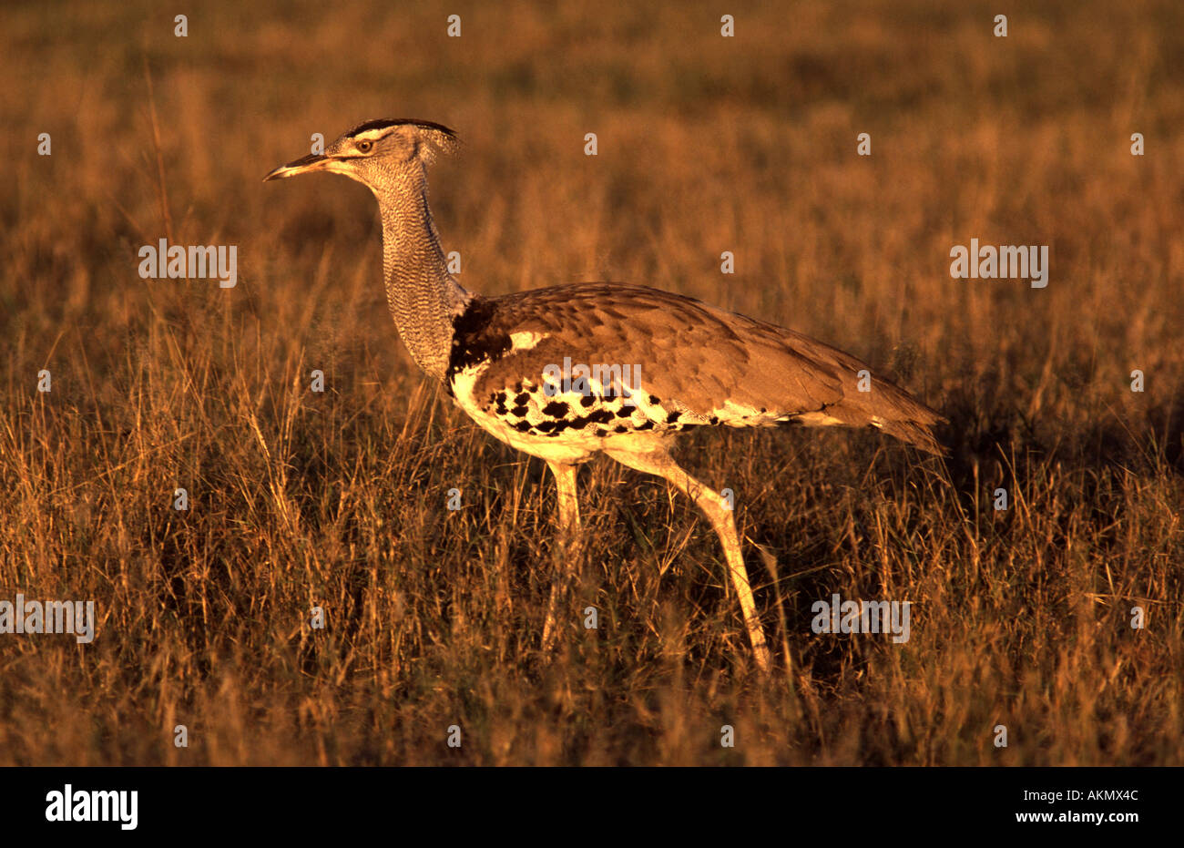 Ardeotis kori, Kori Bustard, Foto Stock