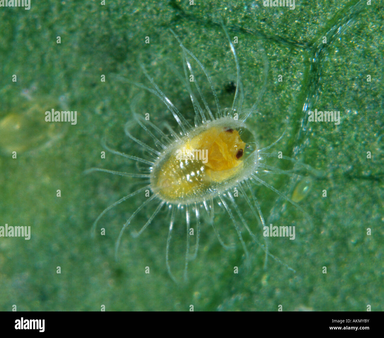 Castor whitefly Trialeurodes ricini pupa con adulto appena emergente Foto Stock