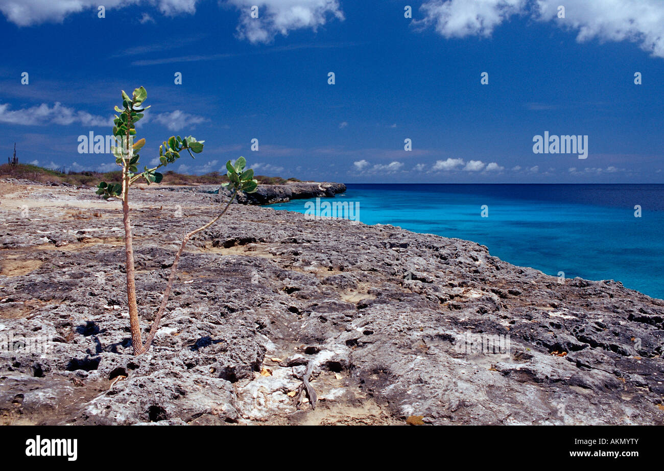 Coastel scenic di Bonaire Antille Olandesi Bonaire Mar dei Caraibi Washington Slagbaai National Park Wayaka Foto Stock