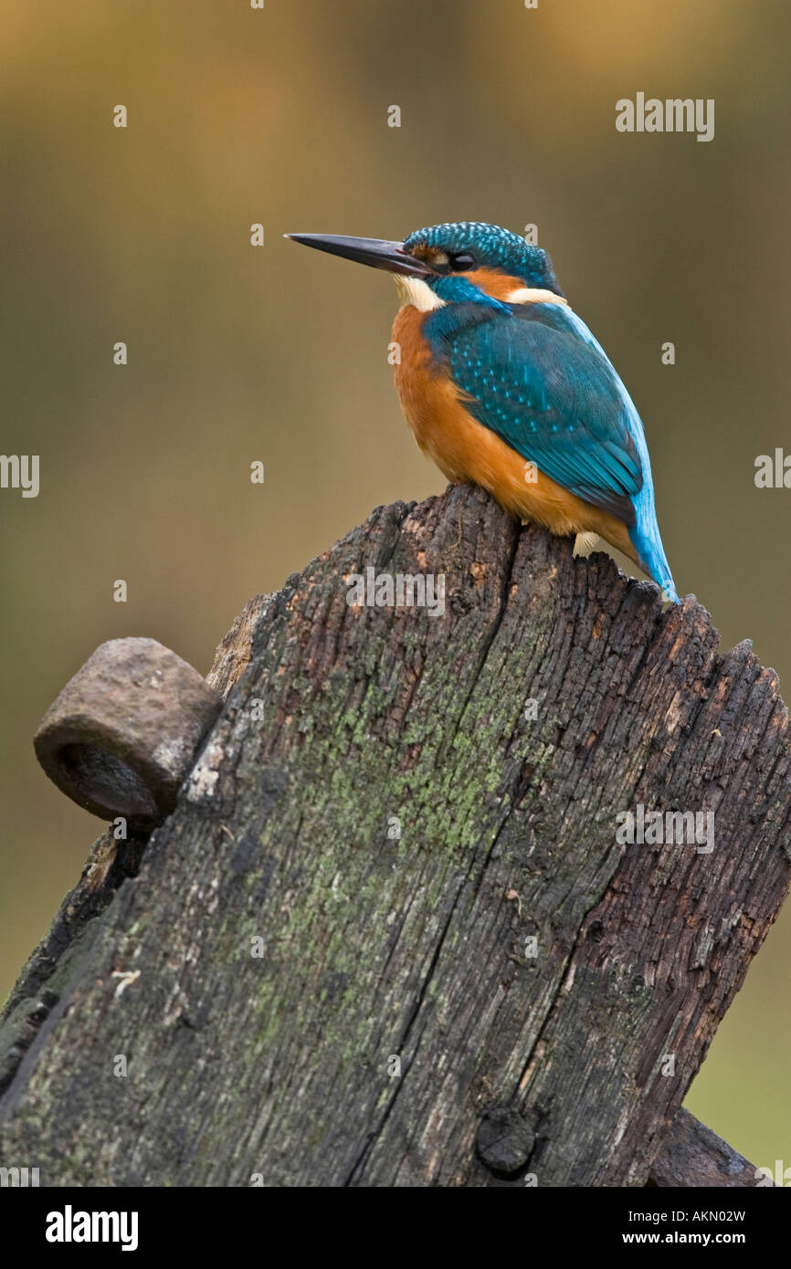 Martin pescatore Alcedo atthis appollaiato sulla porta vecchia cercando alert Potton Bedfordshire Foto Stock