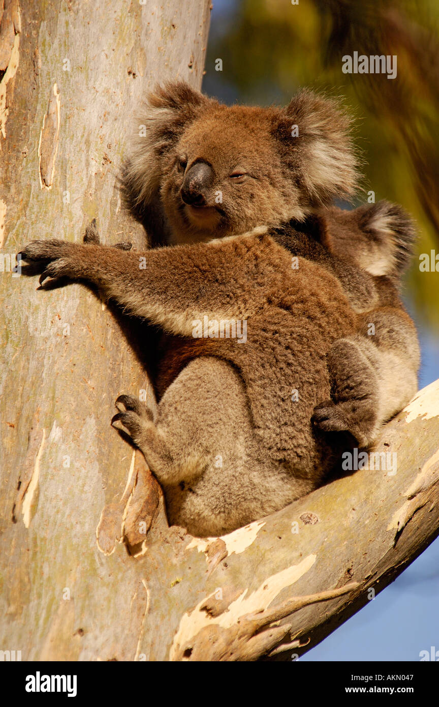 Il Koala Phascolarctos cinereus Foto Stock