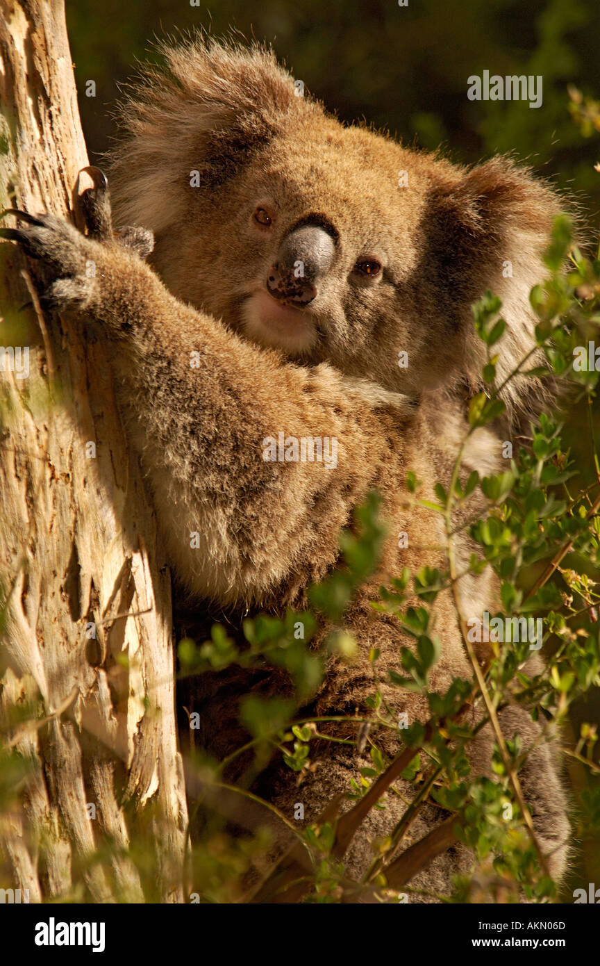 Il Koala Phascolarctos cinereus Foto Stock