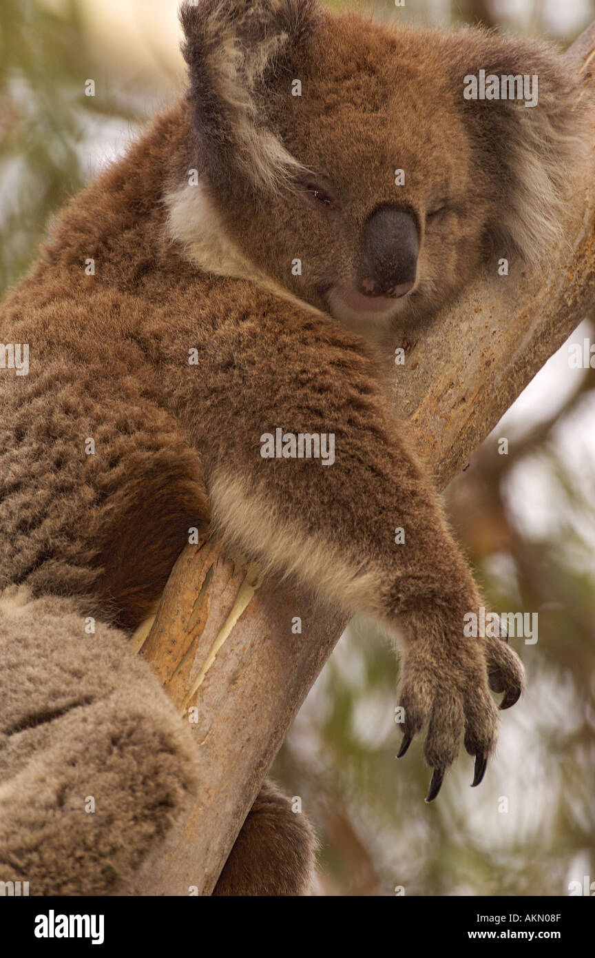 Il Koala Phascolarctos cinereus Foto Stock