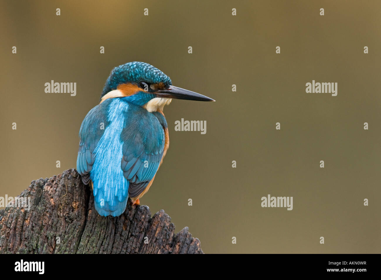 Martin pescatore Alcedo atthis appollaiato sulla porta vecchia cercando alert Potton Bedfordshire Foto Stock