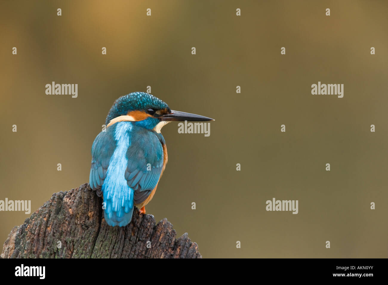 Martin pescatore Alcedo atthis appollaiato sulla porta vecchia cercando alert Potton Bedfordshire Foto Stock