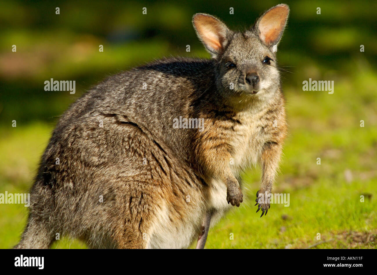 Tammar Wallaby Macropus eugenii Foto Stock