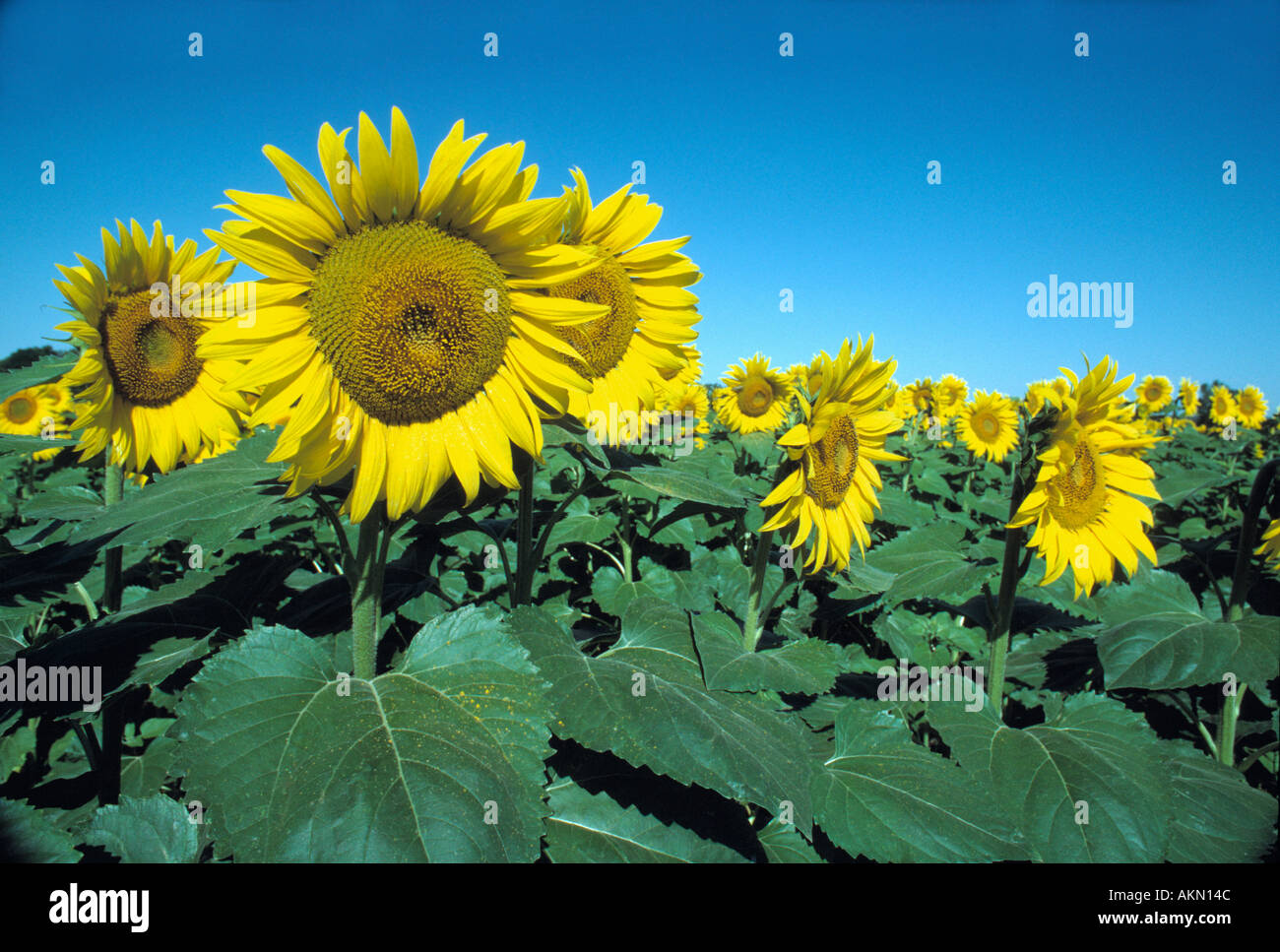 Girasoli Kansas USA Foto Stock