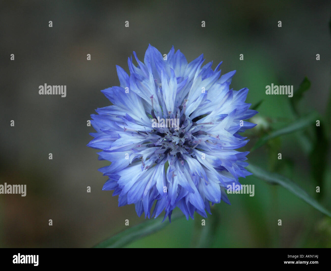 Fiordaliso pulsante bachelor Centaurea cyanus Foto Stock