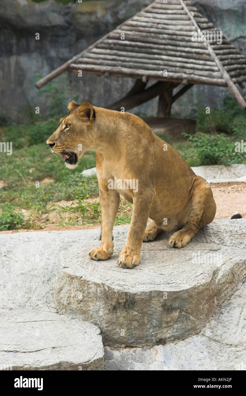 Leone femmina in Thailandia zoo aperto Foto Stock