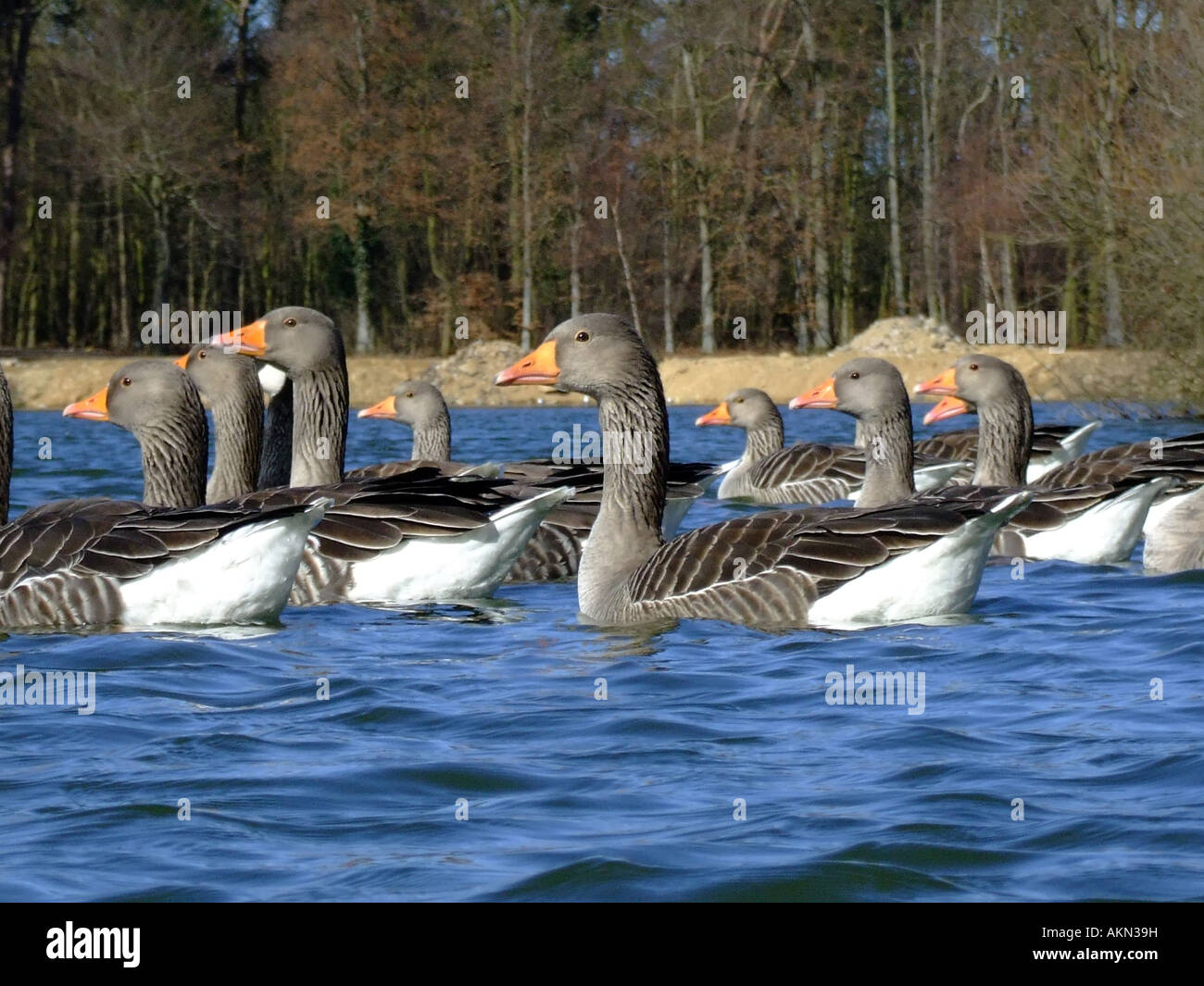 Oche nuoto sulle sponde di un lago. Lincolnshire, Inghilterra. Foto Stock