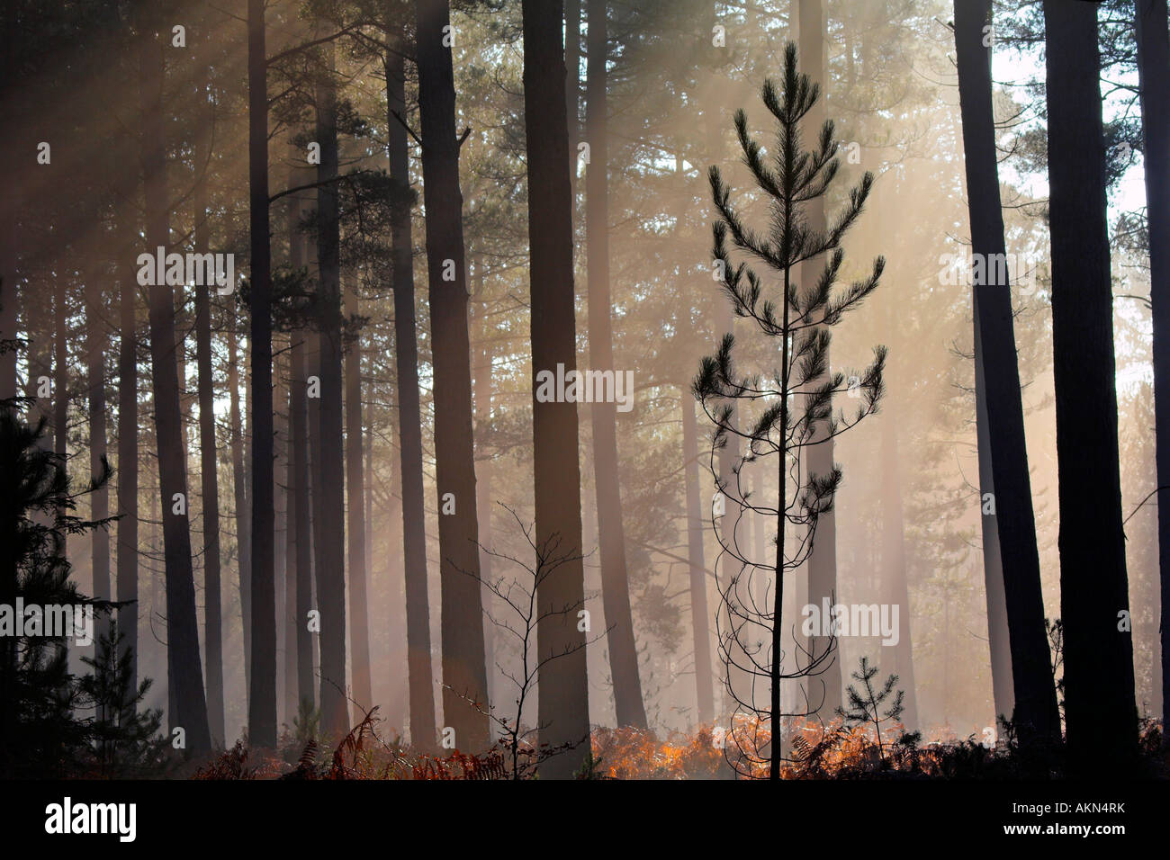 Alberello di pino in una nebbiosa in legno di pino, New Forest National Park, Hampshire Foto Stock