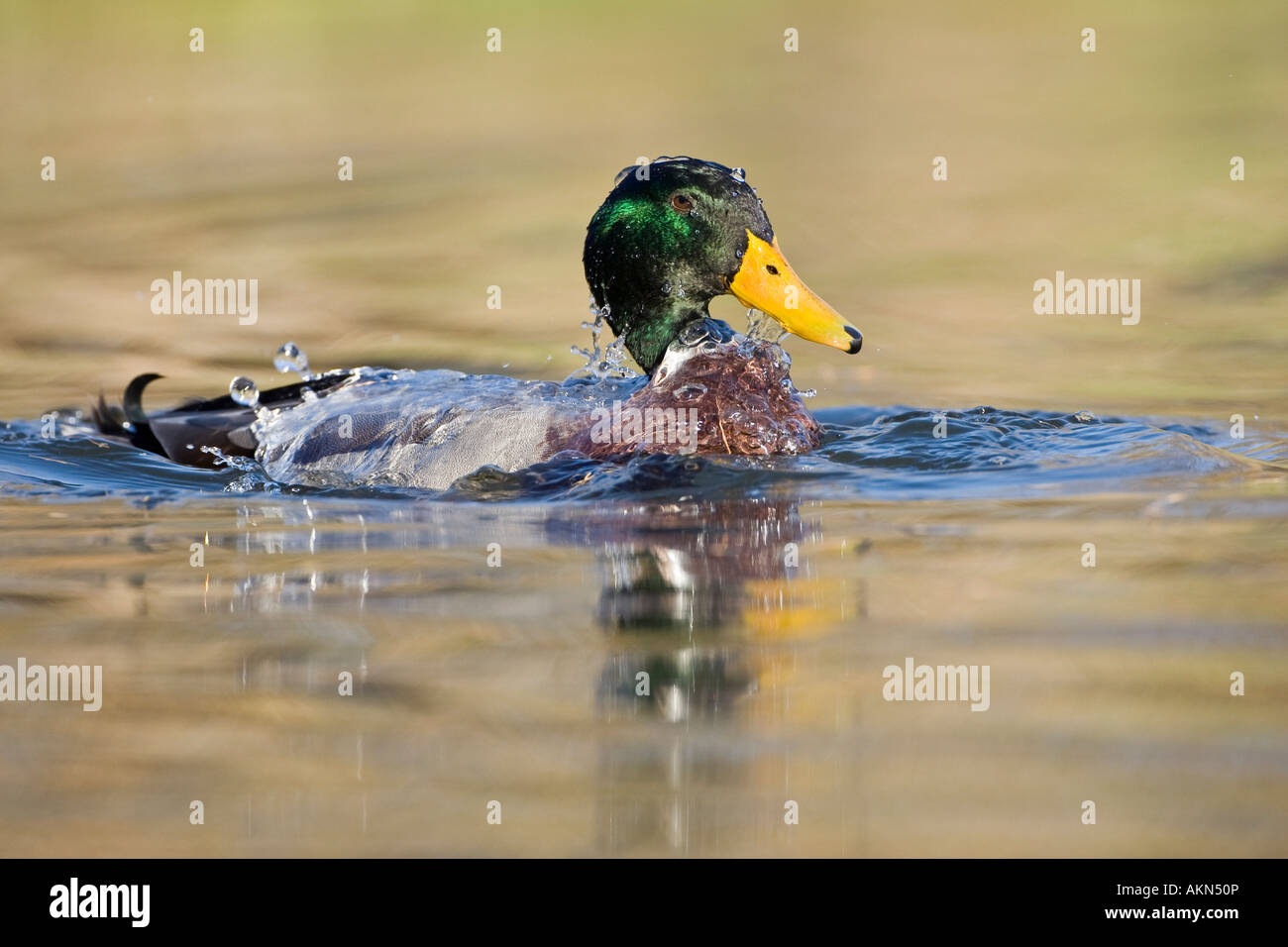Drake Mallard Anas platyrhynchos su acqua con la riflessione Potton Bedfordshire Foto Stock