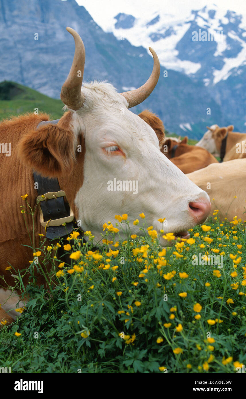 Mucca nelle Alpi svizzere Svizzera Foto Stock