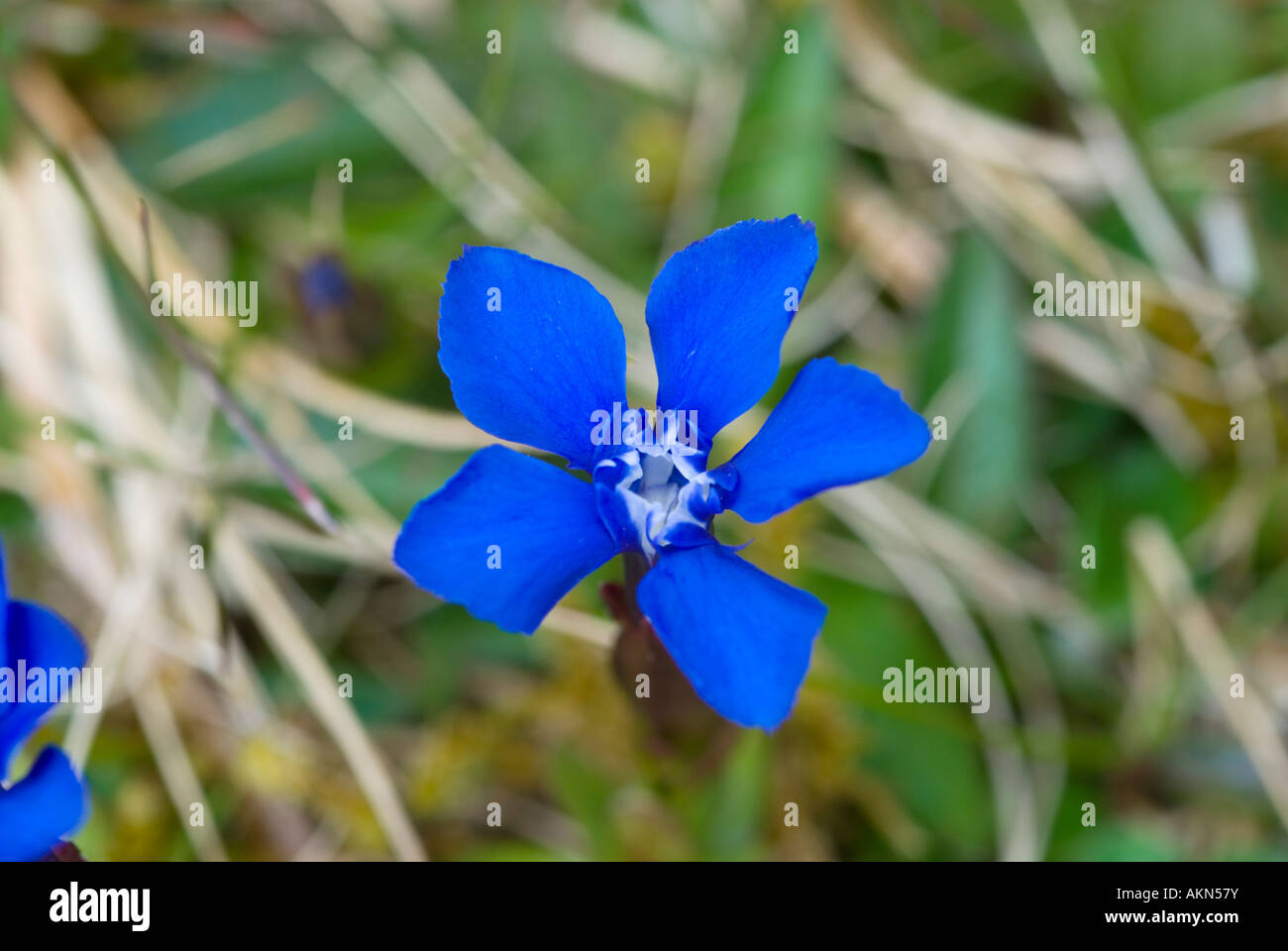 La molla genziana, Gentiana verna, su The Burren, County Clare, Irlanda Foto Stock