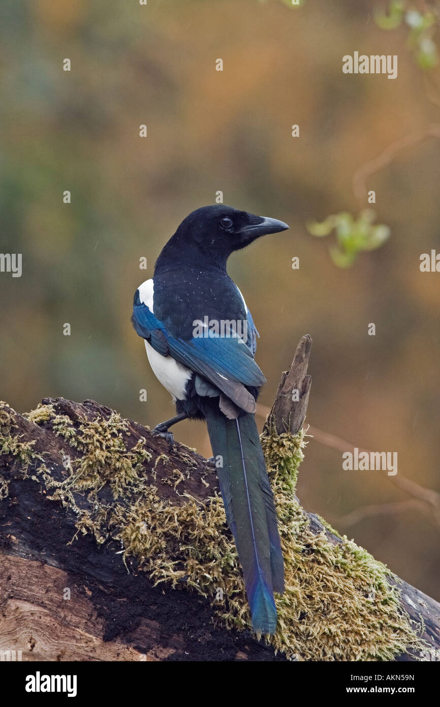Gazza Pica pica guardando alert Potton Bedfordshire Foto Stock