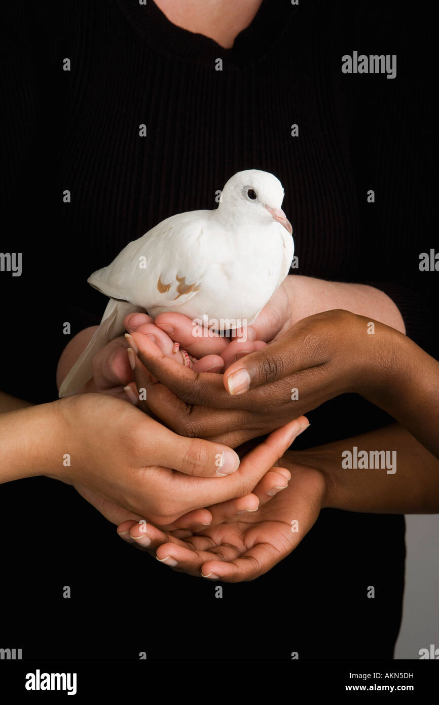 Molte mani tenendo una colomba Foto Stock