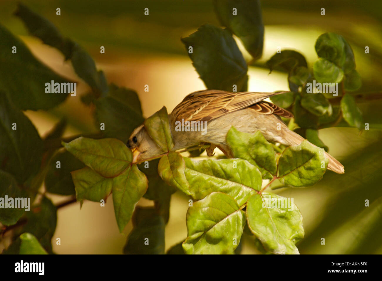 Casa Passero Passer domesticus Foto Stock