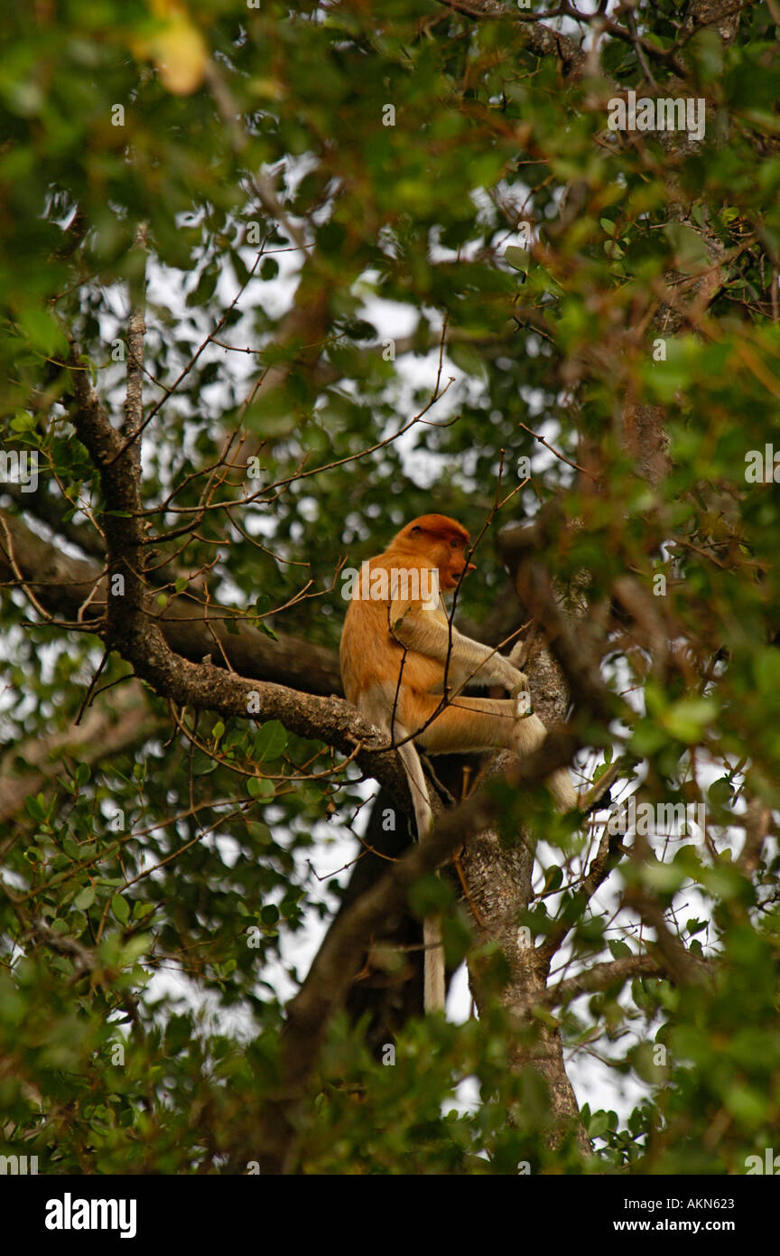 Proboscide monkey nasalis larvatus Foto Stock