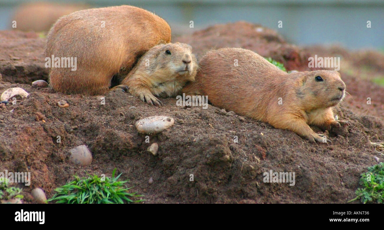 I cani della prateria in Kenya cane della prateria cani animas natura wildlife sporco scavare tunnel denti di scavo il coniglio Foto Stock
