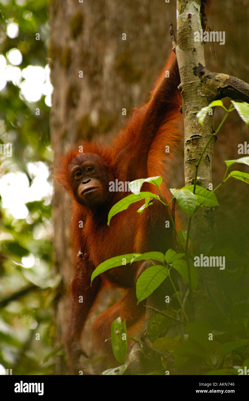 Orang Utan Pongo pygmaeus Borneo Indonesia Foto Stock