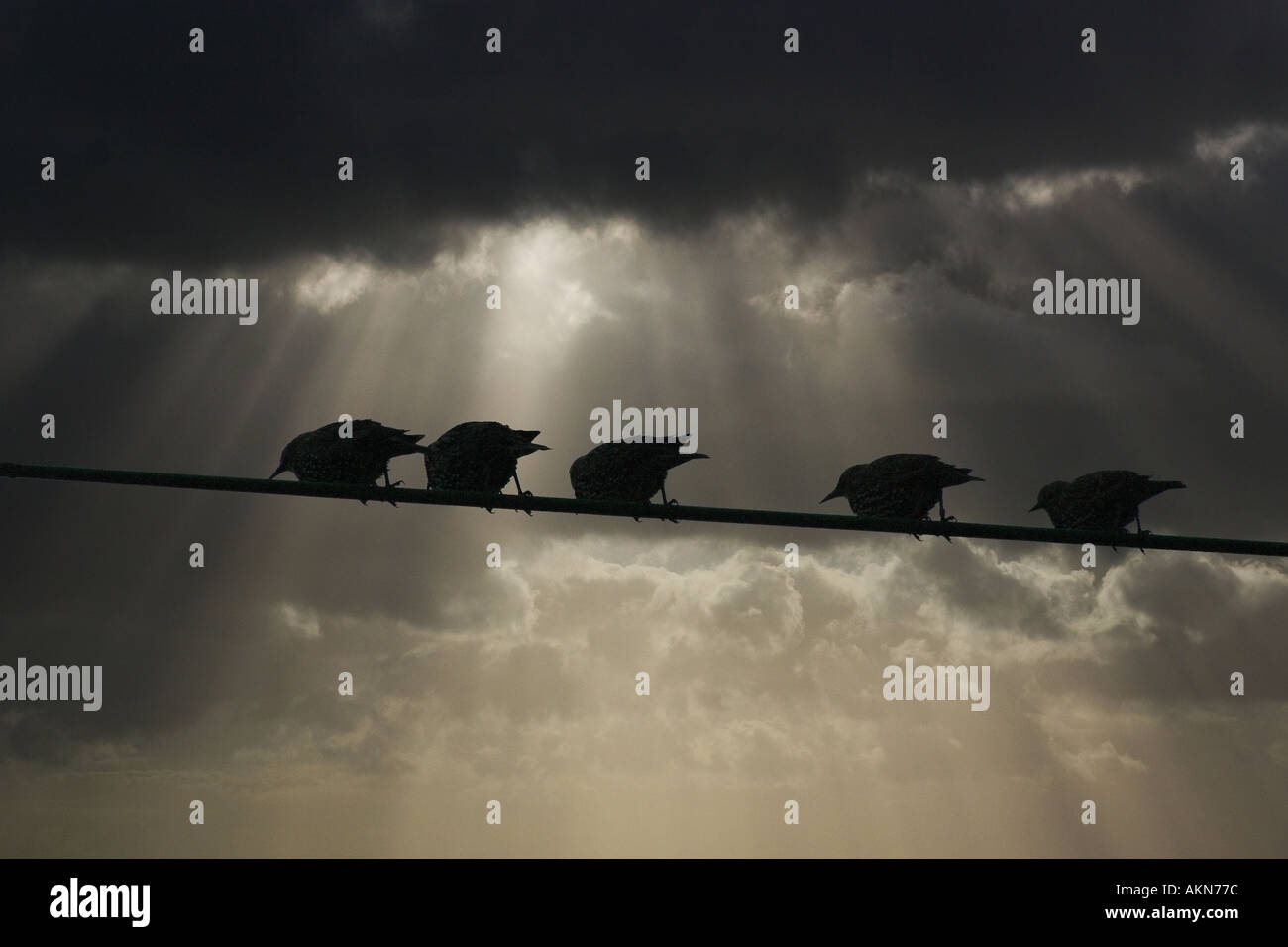 Gli uccelli in un filo in un giorno di tempesta uccelli filo nuvole al tramonto in appoggio arroccato di equilibrare la natura crepuscolo stagione storm piuma stagionale sun Foto Stock
