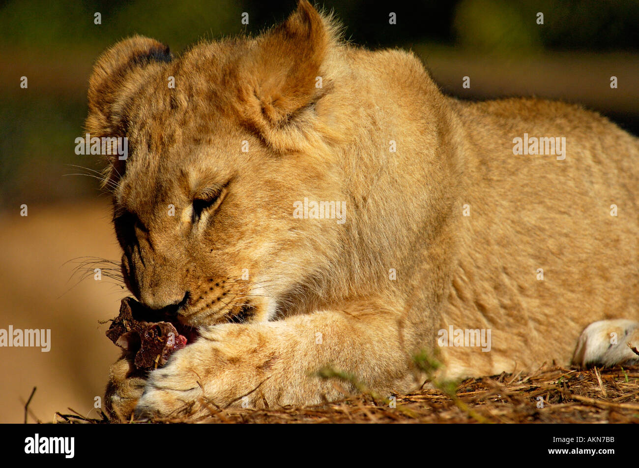 Lion cub Panthera leo mangiare Foto Stock