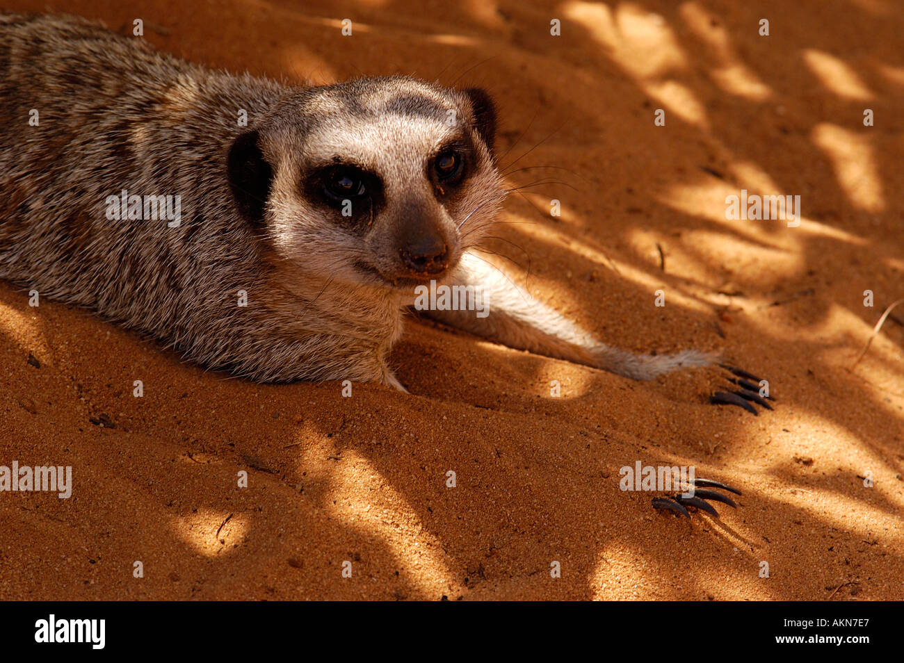 Meerkat Foto Stock