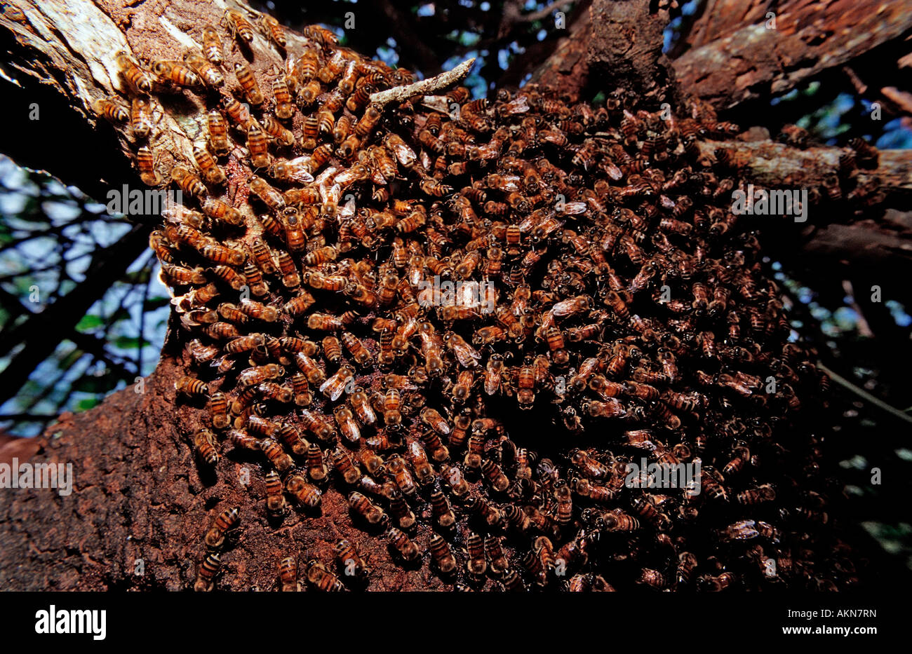Api selvatiche Apidae Brasile Pantanal Foto Stock