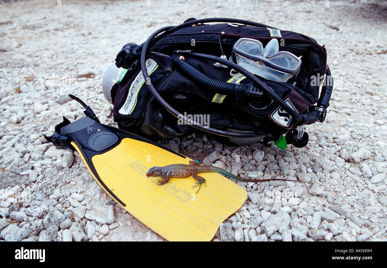 Blue whiptail lizard Cnemidophorus murinus ruthveni Antille Olandesi Bonaire Washington Slagbaai National Park Boka Chikitu Foto Stock