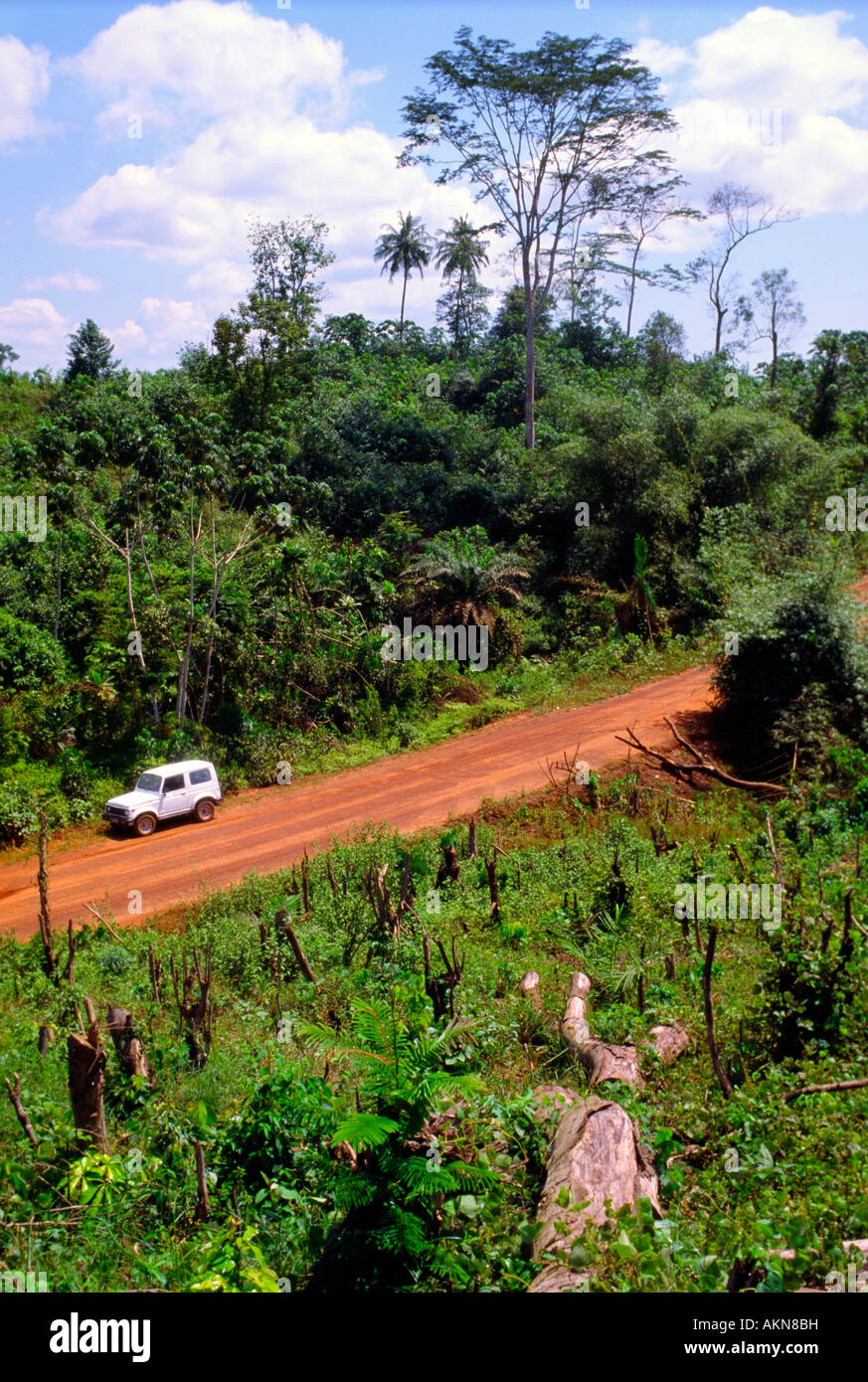 Foresta di pioggia la deforestazione nella parte occidentale della Costa d Avorio Foto Stock