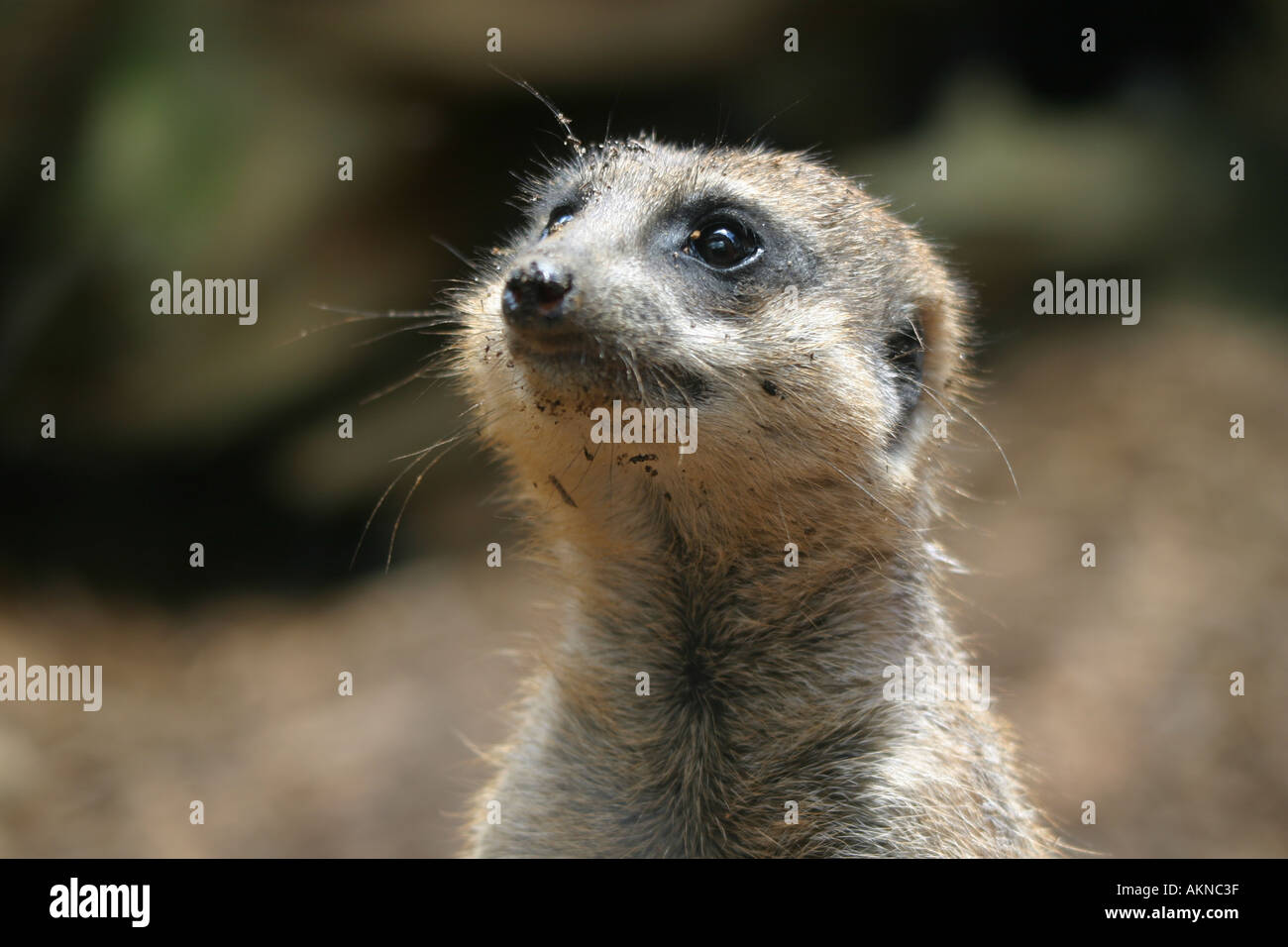 Un attento Meerkat in stretta fino Foto Stock