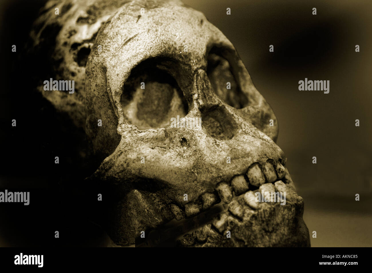 Neandethal mans cranio Foto Stock