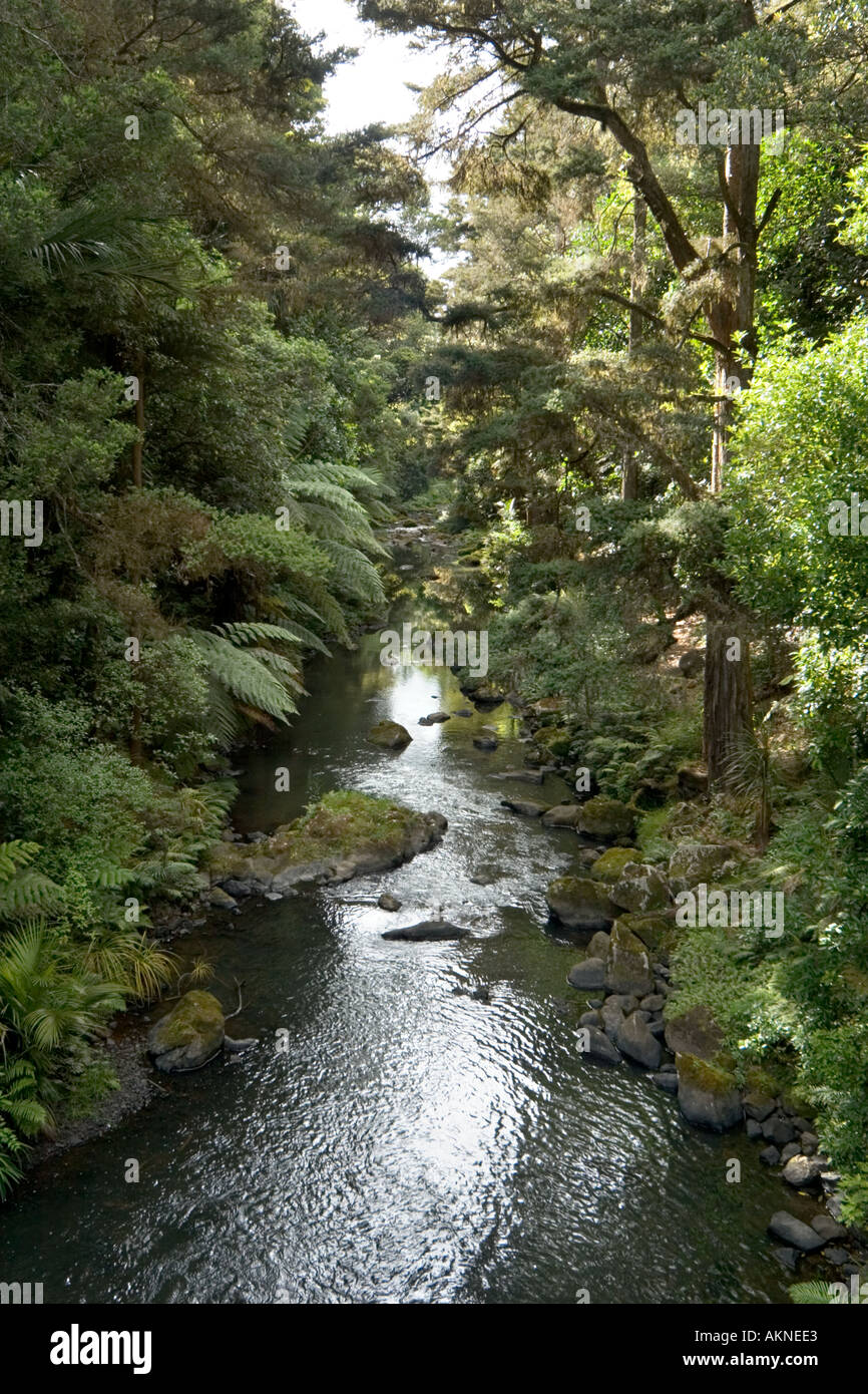 Stream vicino a Whangarei Falls, Whangarei, Northland e North Island, Nuova Zelanda Foto Stock