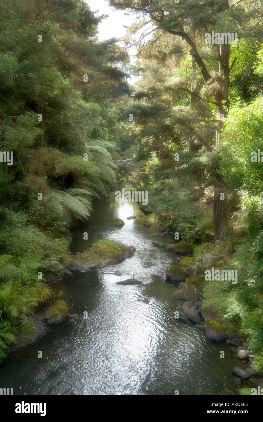 Soft Focus di un torrente vicino a Whangarei Falls, Whangarei, Northland e North Island, Nuova Zelanda Foto Stock