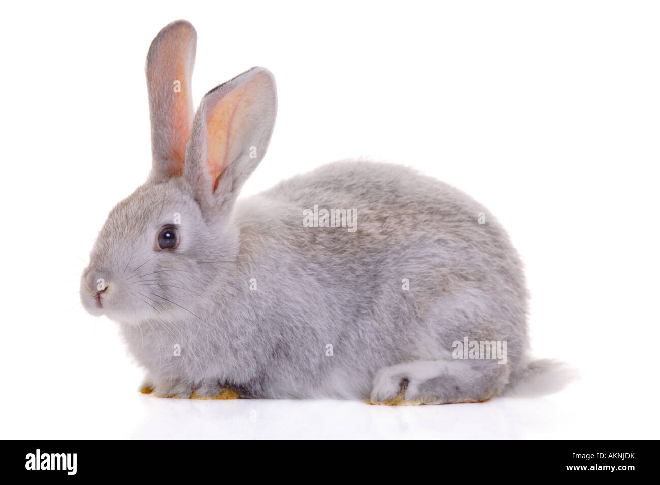Coniglio Foto Stock