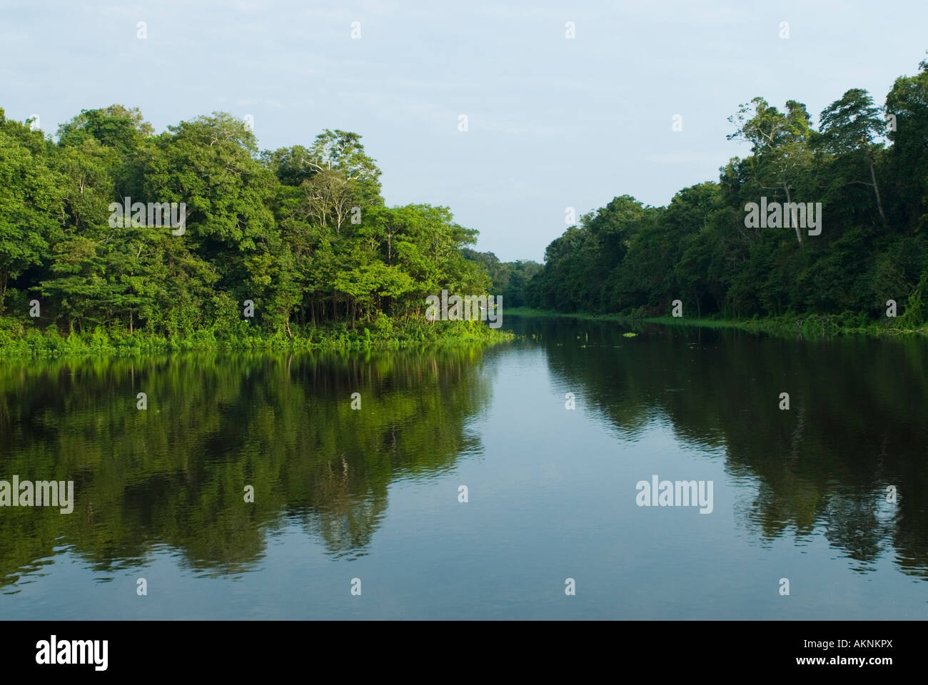 Mamiraua Riserva Ecologica, Amazon, Brasile Foto Stock