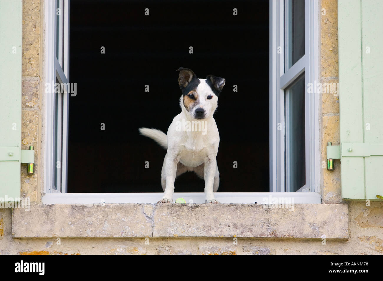 Jack Russell Terrier chiamato Johnny Johnson, custodisce la sua casa in Normandia Francia Foto Stock